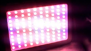 1000W LED WEGOO Grow light from Ebay reviewits only 117 watts [upl. by Kain178]