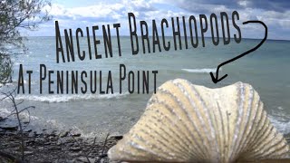 ANCIENT BRACHIOPOD FOSSILS AT PENINSULA POINT [upl. by Calvina]