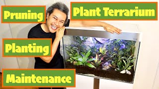 Plant Terrarium Maintenance amp Planting  Microsorum musifolium Fern amp Codiaeum variegatum Croton [upl. by Anaya]