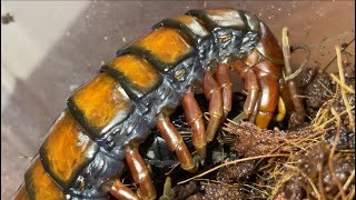 Barbados giant centipede Scolopendra angulata feeding [upl. by Einahpad]