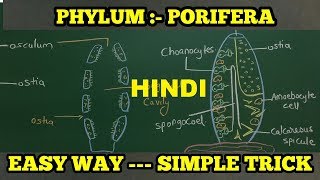 PHYLUM PORIFERA IN HINDI SHORTCUT TRICK [upl. by Ignacio]