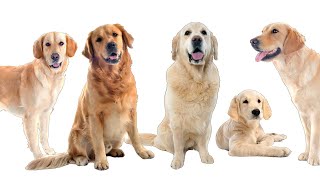 12 Facts  Golden Retrievers [upl. by Rosenbaum]