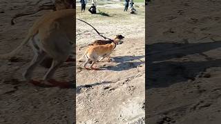 Dog Greyhound Race  Greyhound Race dog viral trending animals [upl. by Osrit]