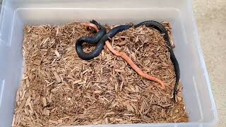 Mexican Black King Snake vs Honduran Milk Snake [upl. by Ewer748]