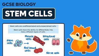 Stem Cells  GCSE Biology [upl. by Yht]