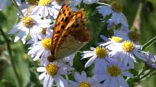 Eastern Silverstripe Butterfly Visits Wild Aster Flowers for Nectar [upl. by Grider]