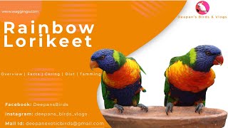 How Care Your Pet Rainbow Lorikeet  Overview  Facts  Caring  Diet  Tamming [upl. by Forta536]