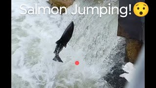 Salmon Run Salmon Jumping nature fishing livestream [upl. by Aromat]