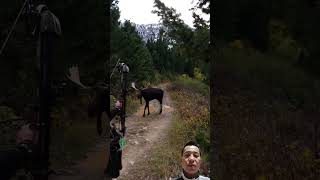 Shirasmoose shorts shiras moose viralvideo [upl. by Pesvoh]