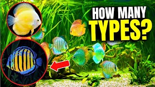 The 21 BEST Types Of Discus Fish [upl. by Leahey]