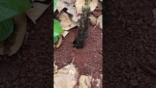 IQ bullet ants attack smart cricket in deep hole shorts [upl. by Rosalia]