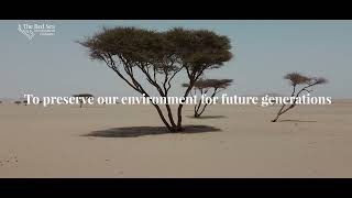 Acacia Tree Rescue at The Red Sea [upl. by Freeman]