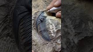 Zlichovaspis Trilobite  Atchana Morocco fossils mexico argentina chicken casablanca [upl. by Durrett445]