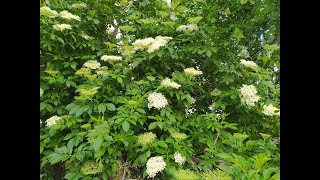 European Elderberry Juice Concentrate [upl. by Notsnhoj964]