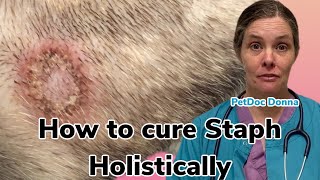 How to cure a stubborn Staphylococcus infection in an itchy dog using only holistic treatments [upl. by Adiazteb]