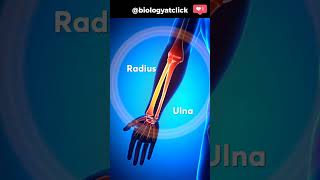 Bones in the human body l names and animation [upl. by Antoine]