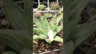 Haworthia Magnifica var Acuminata cv Grey Ghost succulent haworthia [upl. by Adnale]