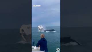 Breaching whale capsizes boat off NewHampshire coast [upl. by Eadwina692]