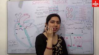 Cardiac Muscle Anatomy and Physiology  Myology  Cardiac Muscle Structure and Function [upl. by Ileray635]