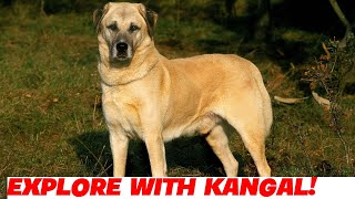 Exploring Nature with Your Loyal Kangal Dog [upl. by Theobald]