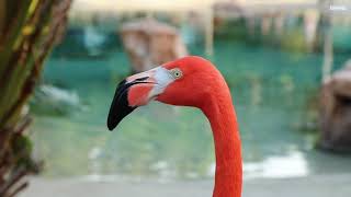 Flamingo Mingle at Discovery Cove [upl. by Ihcelek]