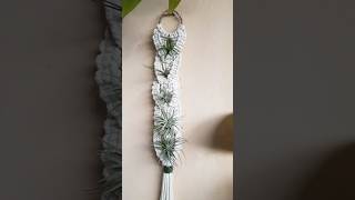 DIY Macrame Air Plant Hanger  Tanaman UdaraquotTilansiaquotdiy shorts trending explore macrame tips [upl. by Bullen]