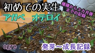 【アガベ】初めての実生 発芽～成長記録編アガベ 多肉植物 観葉植物 [upl. by Sabsay]