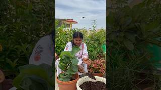 How to prepare potting soil  gardening ashortaday [upl. by Adda11]