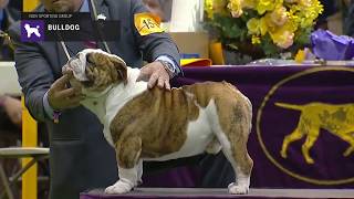 Bulldog part 1  Breed Judging 2019 [upl. by Niltac919]