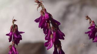 Altai Nature Reserve [upl. by Harrie]