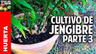 Como cuidar del jengibre en invierno Cultivo en maceta  Parte 3 cosasdeljardin [upl. by Anastasius161]