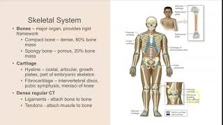 1 Skeletal System Bone Structure and Function [upl. by Drauode658]