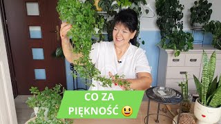 CISSUS STRIATA  szybkie przesadzanie i ekspozycja pnącze rośliny plants flowers [upl. by Figueroa]