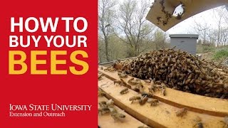 How to Buy Bees for Beekeeping [upl. by Atiuqnahs]