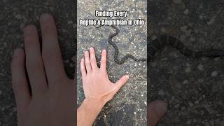 Subscribe For Part 3 🐍 snake herping ohio herpetology [upl. by Atena]