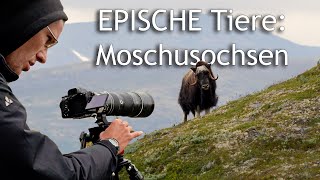 Moschusochsen in Norwegen 🎥 Fotografieren und Filmen  Doku [upl. by Okoyk]