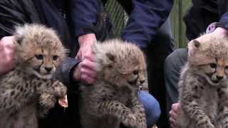 Seksen enten chippen en ontwormen cheeta drieling  Burgers Zoo in Arnhem [upl. by Nylirej]