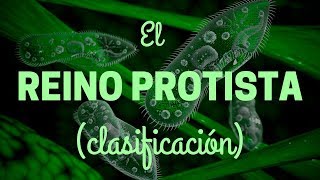 EL REINO PROTISTA Clasificación [upl. by Maffei]