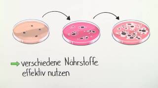 GENREGULATION  STEUERUNG DER GENEXPRESSION  Biologie  Genetik und Entwicklungsbiologie [upl. by Adlei]