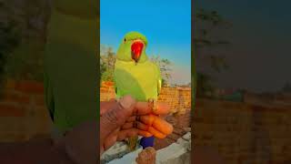 Mahka mahka ye sima viral video trending shorts [upl. by Atiloj]