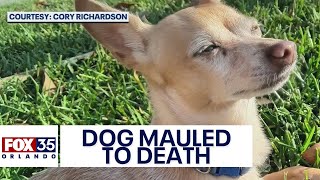 Pet Chihuahua mauled to death by larger dog at Florida park [upl. by Rothberg467]