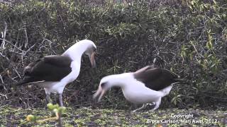 Laysan Albatross Courtship [upl. by Awuhsoj]