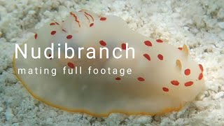 Nudibranch full mating footage [upl. by Jalbert]