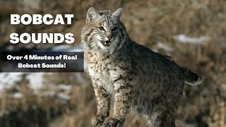 Bobcat Sounds  Over 4 Minutes of Haunting Bobcat Noises [upl. by Aticnemrac]