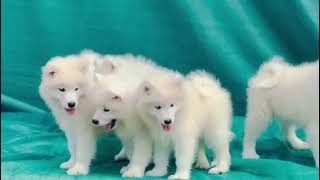 SAMOYED DOG  SAMOYED PUPPY AVAILABLE 9643884776 [upl. by Nylde]