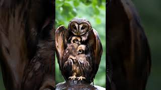 Mother Owl Sheltering Her Chicks from the Rain mother birds owl [upl. by Mariel]