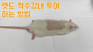 랫드 척수강내척추강내 투여 하는 방법 Rat intrathecal injection [upl. by Adivad]