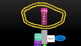 PicScience TNFR Death Receptor [upl. by Saenihp927]