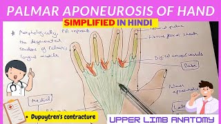 Palmar Aponeurosis  Anatomy  Hindi [upl. by Nonahs]