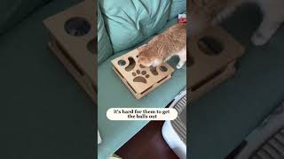 Cat Toy Box 3in1 Fun with Peppermint Bell amp RubberLink in comment pets cat cutecat catlover [upl. by Acinoda556]